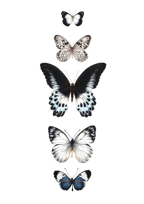 5 hand drawn butterflies 