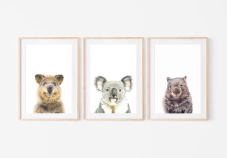 Set of 3 Australian Animal Prints in timber frames