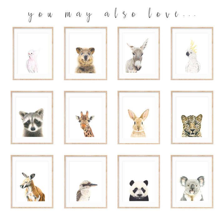 series of 12 animal illustrations in teak frames