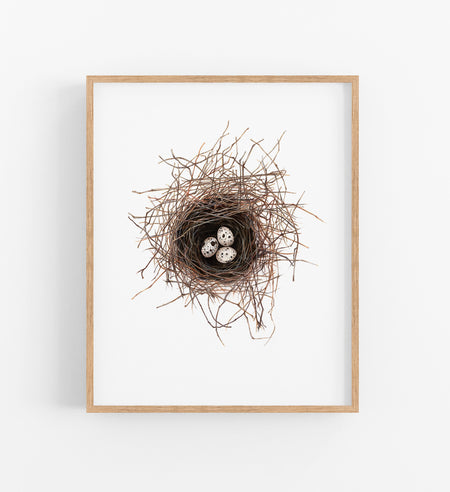 a colour pencil drawing of a birds nest with 3 eggs inside in a timber frame