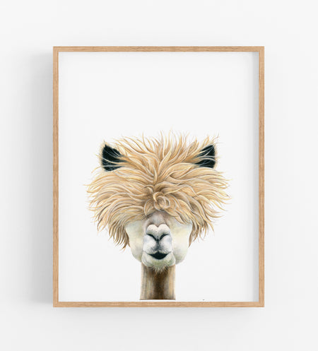 drawing of a portrait of an alpaca in a timber frame