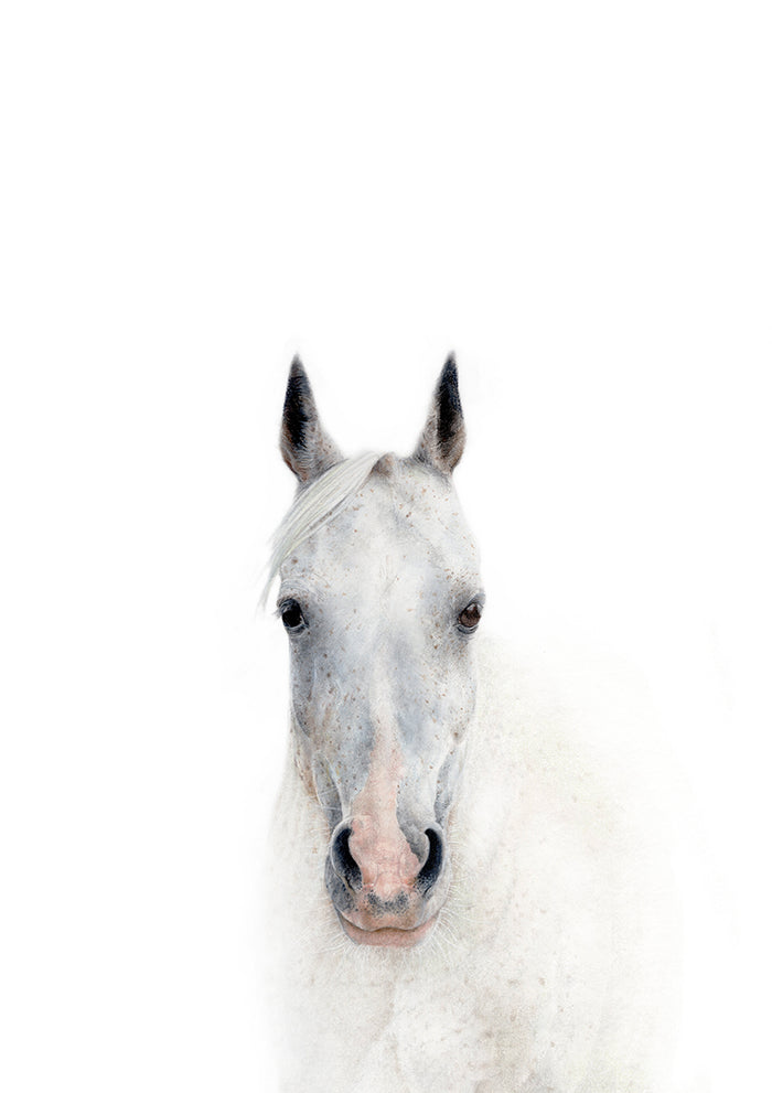 drawing of a white horse with grey spots on a white background