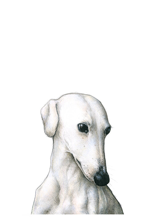 Greyhound blank greeting card