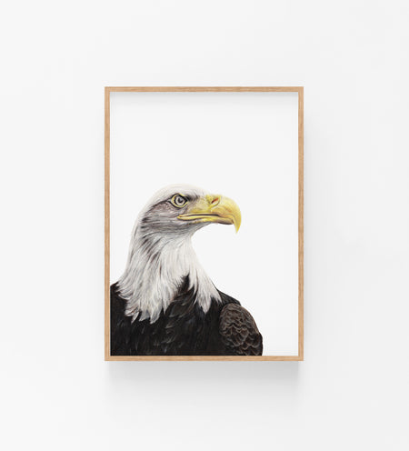 Colour Pencil drawing of an American Bald Eagle in an Oak frame