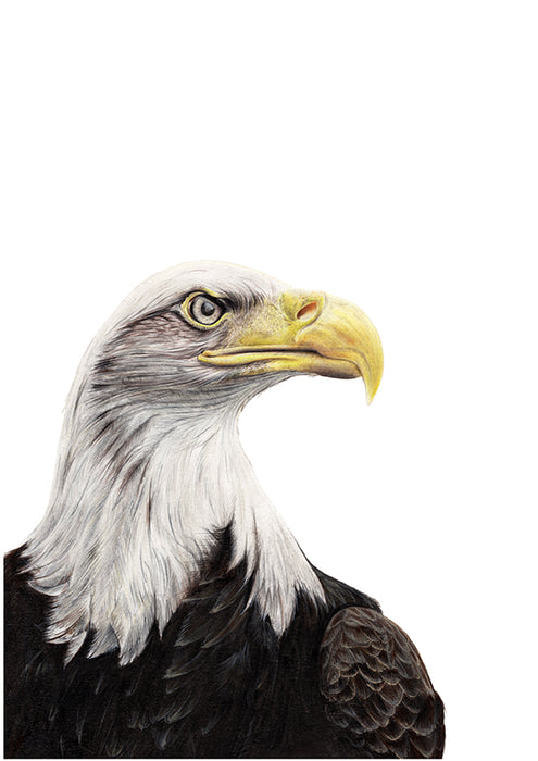Colour Pencil drawing of an American Bald Eagle 