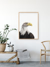 Colour Pencil drawing of an American Bald Eagle in an Oak frame, hanging above a timber chair