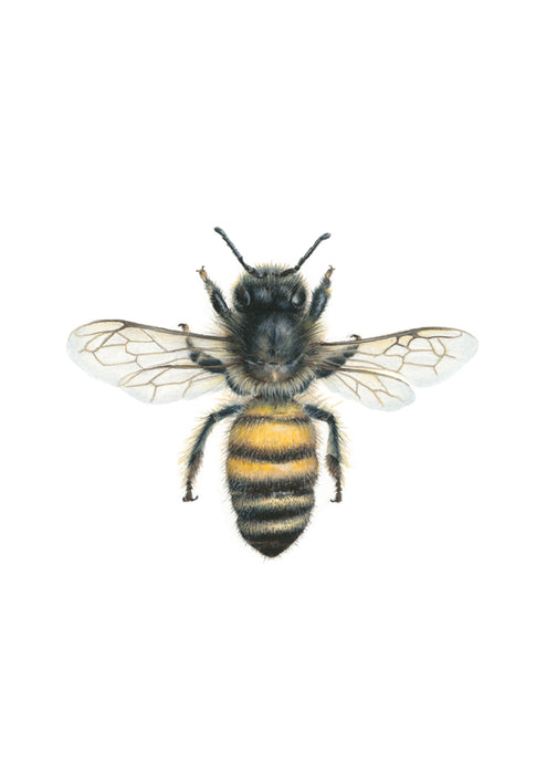 Blank Greeting Card Bee