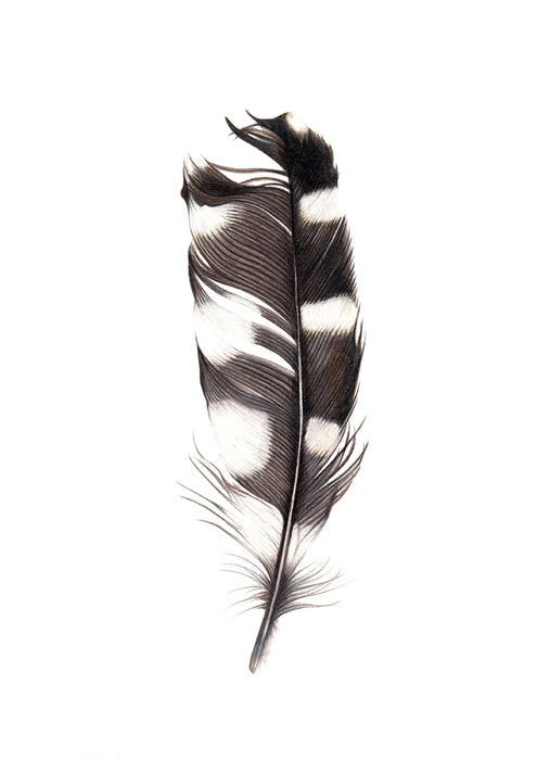 Blank Greeting Card Feather