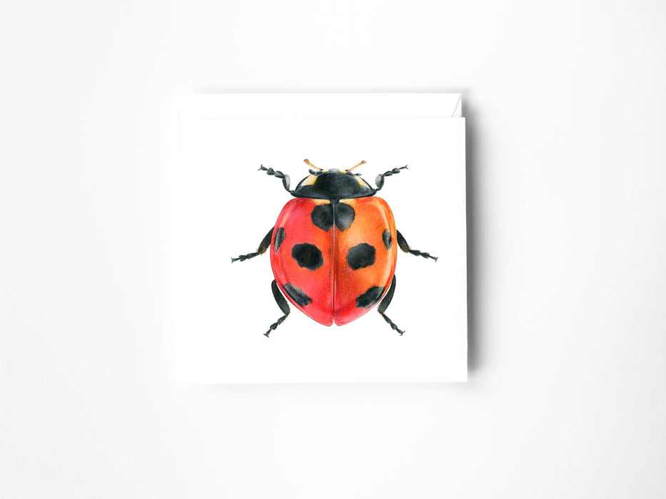 Ladybird blank greeting card