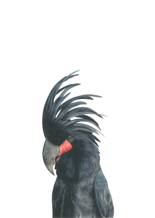 Palm Cockatoo Art Print