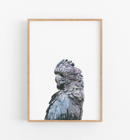 Black Cockatoo Art Print in a wooden frame - the wild woods