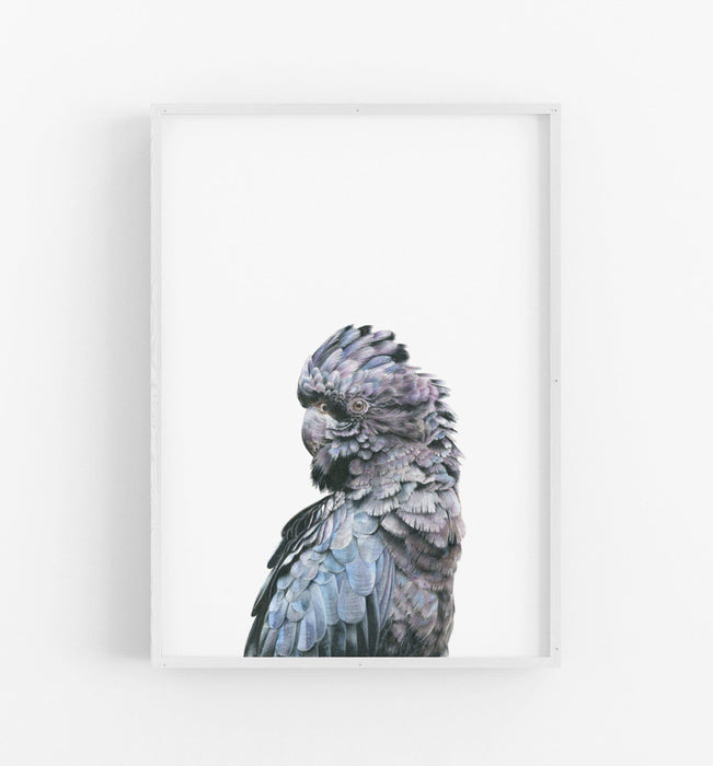 Black Cockatoo Art Print in a white frame - the wild woods