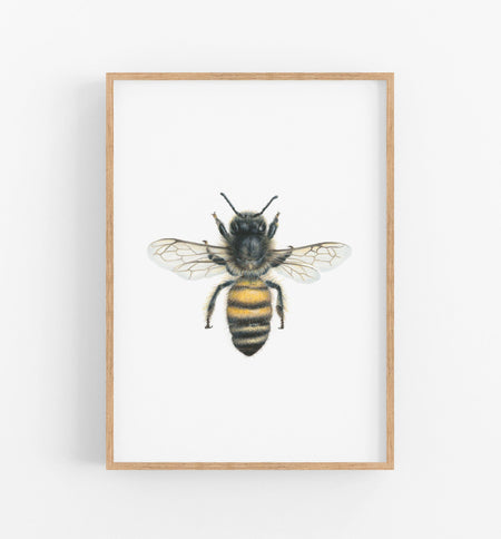 illustration of a Bee Art Print - the wild woods