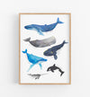 Whale Art Print - the wild woods
