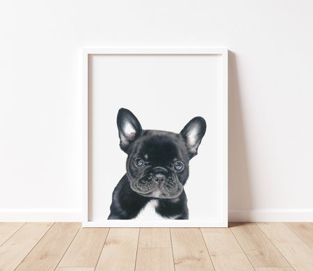 Black and White French Bull Dog Art Print in A white frame