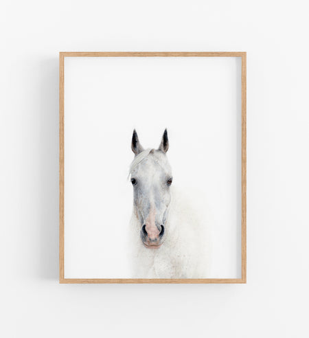 colour pencil drawing of a white horse portrait in a teak frame