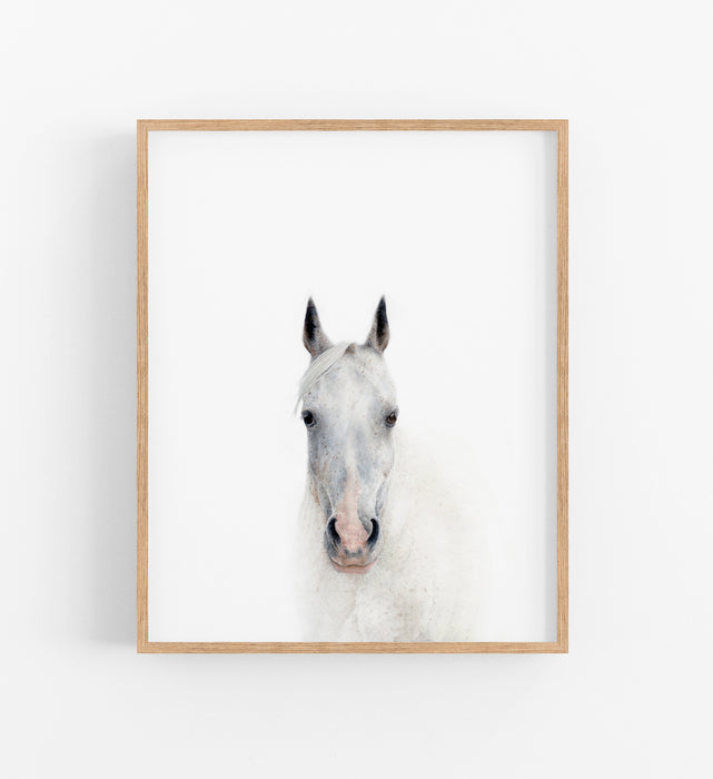 colour pencil drawing of a white horse portrait in a teak frame