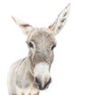 Blank Greeting Card, Thankyou Card, Animal Card, Donkey Card, Animal lovers gift
