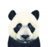 a drawing of a Panda in colour pencil on a blank greeting card