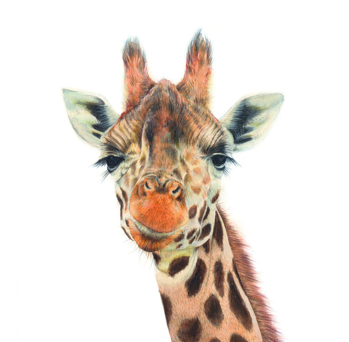 a drawing of a Giraffe in colour pencil on a blank greeting card
