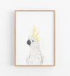 a colour pencil drawing of a white cockatoo on a white background in a teak frame
