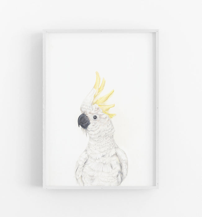 a colour pencil drawing of a white cockatoo on a white background in a white frame