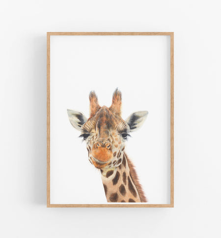 colour pencil drawing of a giraffe on a white background in a teak frame