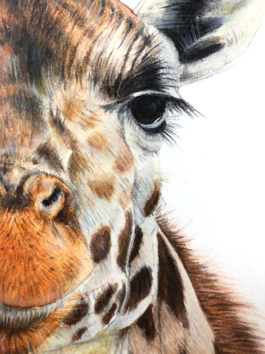 colour pencil drawing of a giraffe on a white background 