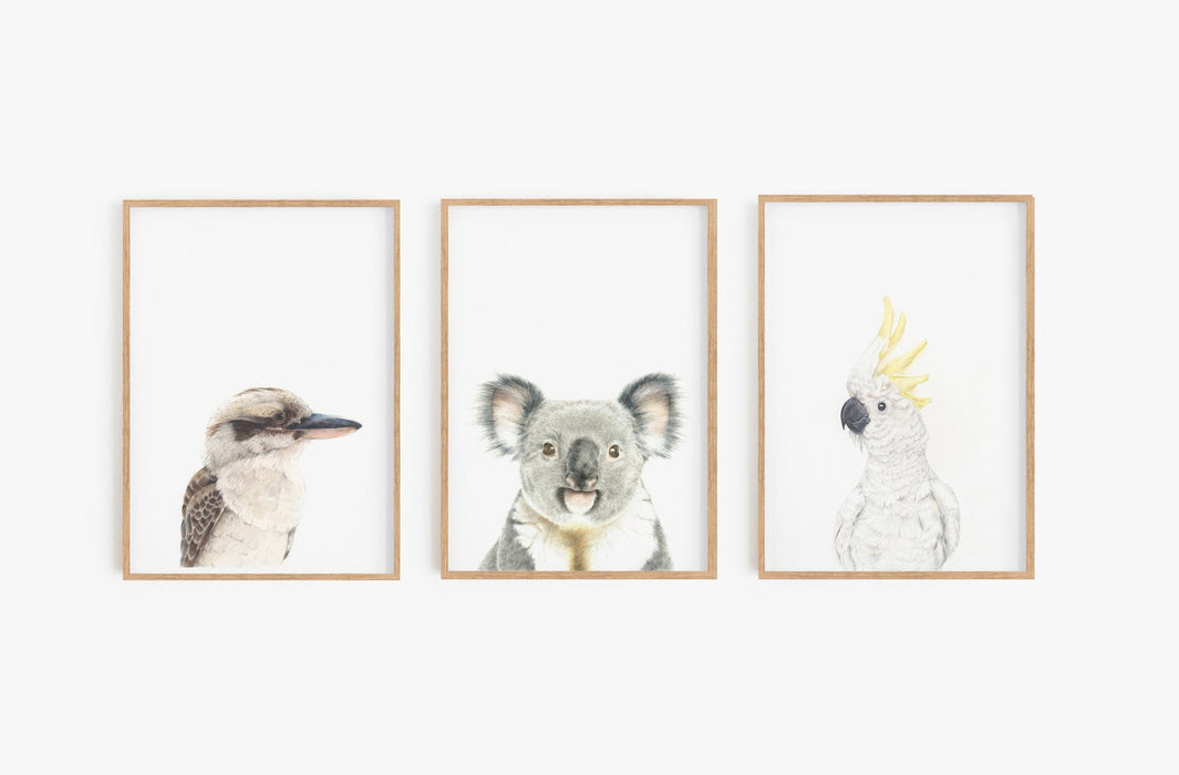 kookaburra, koala and white cockatoo colour pencil drawings in teak frames