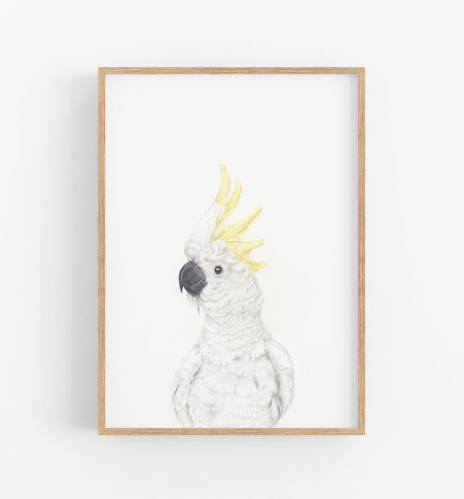 white cockatoo colour pencil illustration on a white background in a teak frame