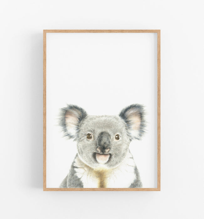 koala colour pencil illustration on a white background in a teak frame