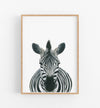 Drawing of a zebra on a white background in a teak frame