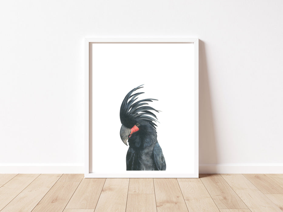 black cockatoo colour pencil drawing on a white background in a white frame 
