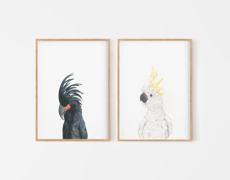 Set of 2 Black cockatoo and white cockatoo bird illustrations on white backgrounds in teak frames