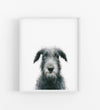 colour pencil illustration of an Irish Wolfhound dog in a white frame