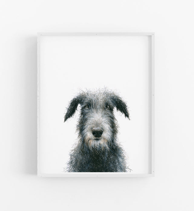 colour pencil illustration of an Irish Wolfhound dog in a white frame