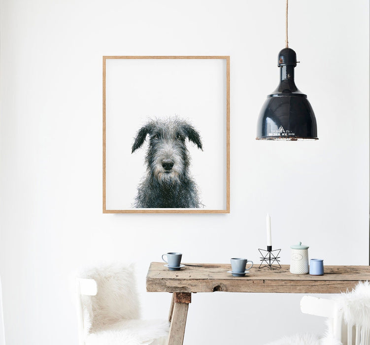 colour pencil illustration of an Irish Wolfhound dog in a teak frame hanging in a kitchen above a timber table