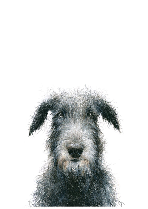 colour pencil illustration of an Irish Wolfhound dog 