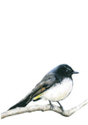 Colour pencil illustration of a willie wagtail 