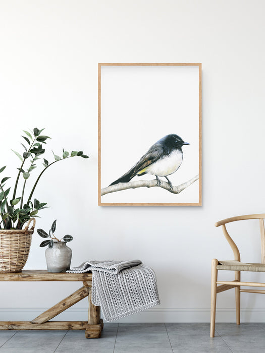 Colour pencil illustration of a willie wagtail in a teak frame hanging above a timber bench