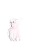 a drawing of a Pink Galah in colour pencil on a blank greeting card