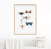 Dragonfly Art Print, Dragonfly Wall Art, Nature lovers Print, Entomology Art Print, Housewarming Gift, Gift for Mum