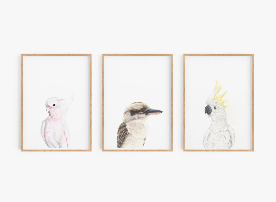 set of 3 Australian bird prints in wooden frames 