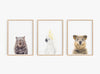 a set of three art prints of a wombat, white cockatoo and a quokka in timber frames