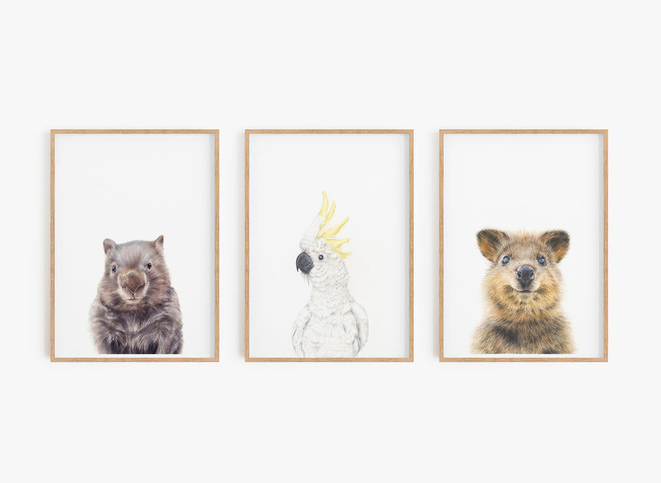a set of three art prints of a wombat, white cockatoo and a quokka in timber frames