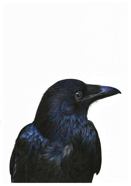 Black Bird Art Print - the wild woods