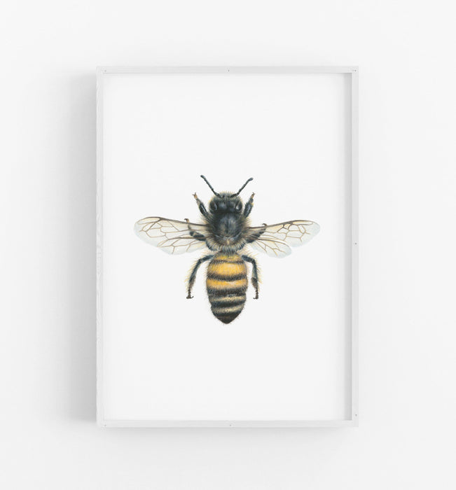 Bee Art Print in a white frame - the wild woods