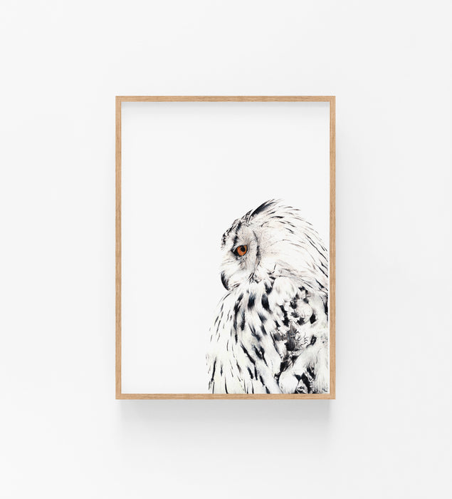 black and white colour pencil drawing of a snowy white owl in a teak frame