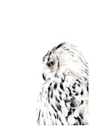 black and white colour pencil drawing of a snowy white owl 