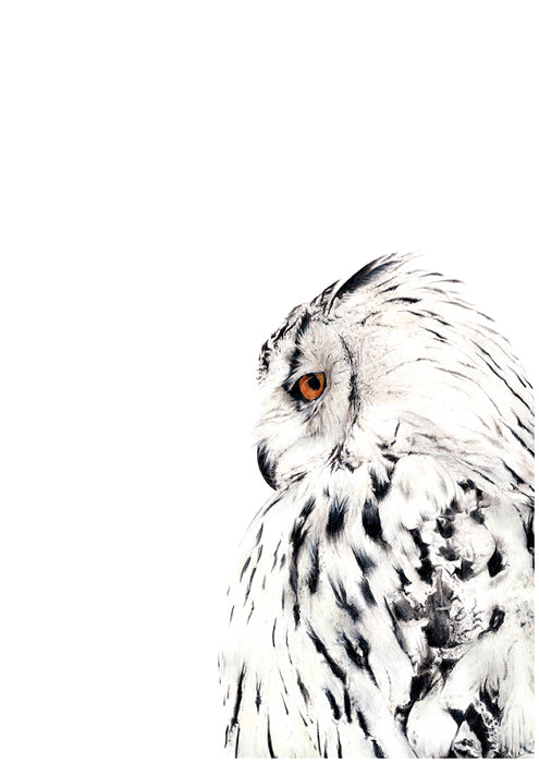 black and white colour pencil drawing of a snowy white owl 